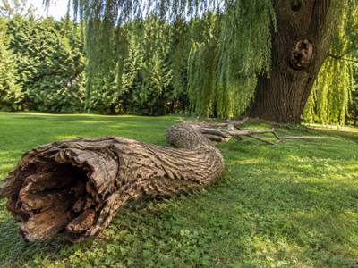 Hollow dead trunk section lying on the grass beside a willow