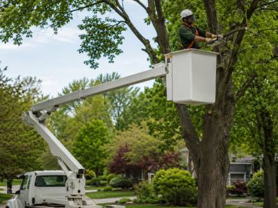 Bucket truck raised into a street maple on a residential road