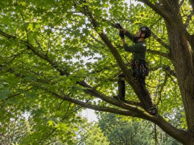 Climber tied in and working the upper growth of a mature maple