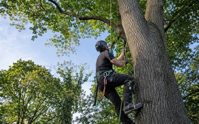 Climber ascending the trunk of a dying ash on rope and spikes