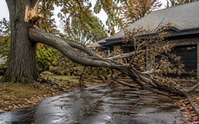 Storm-broken limb down across a driveway after heavy rain