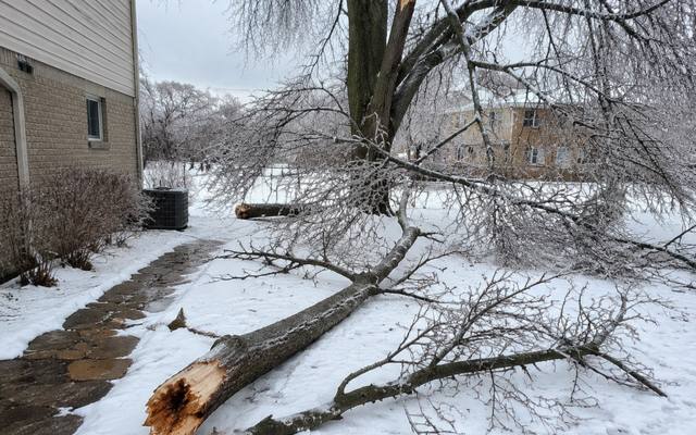 Ice-loaded tree brought down across a back garden in winter