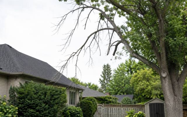 Bare dead limb reaching out over a house roof from a tree still in leaf