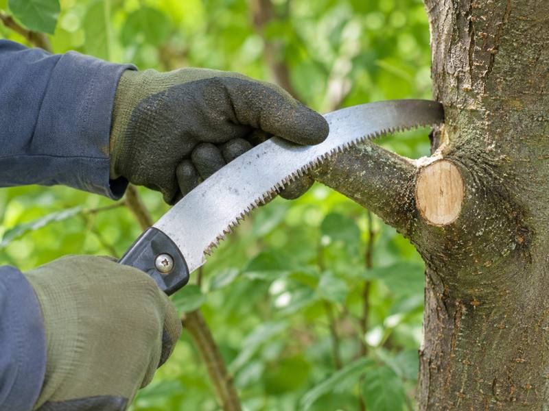 Hand saw finishing a pruning cut back to the branch collar